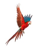 red parrot V1.jpg
