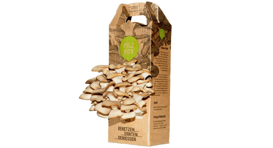 Sustainable packaging solution for mushroom cultivation 