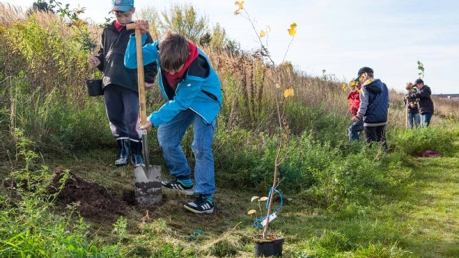 Kinder mit Spaten und Setzlingen sind gerade dabei Bäume zu pflanzen.