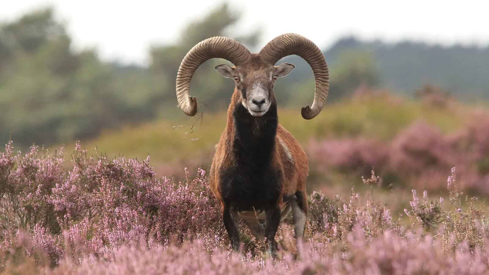 Moeflon tussen de paarse heide op de Hoge Veluwe