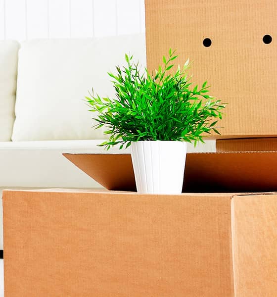 pahvilaatikoita ja kasvi