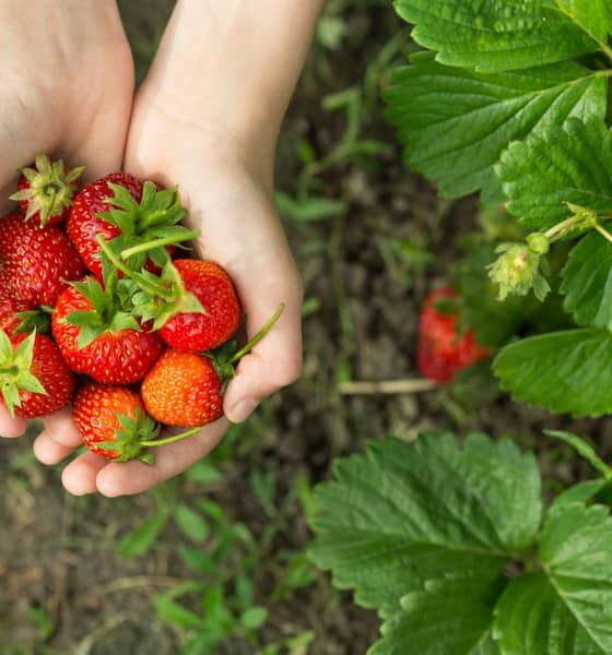 Zwei Hände halten rote Erdbeeren.