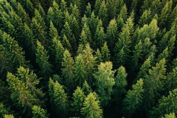 havumetsää ilmasta kuvattuna