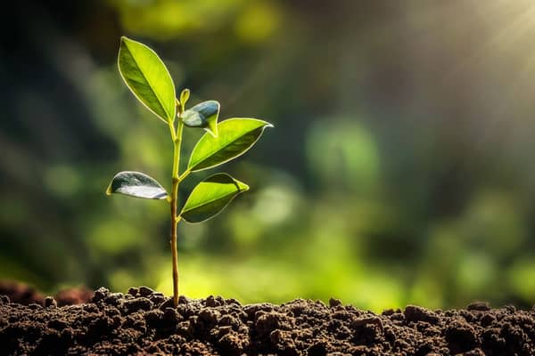 Eine kleine Pflanze in der Natur.