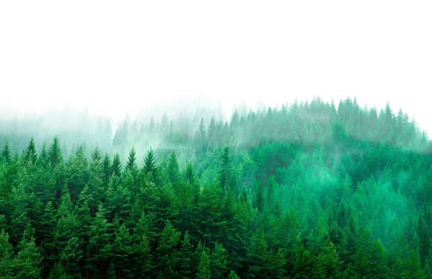Ansicht eines Waldstücks im leichten Nebel