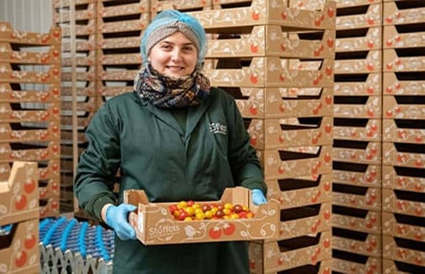 Vrouw met tomatentray in magazijn