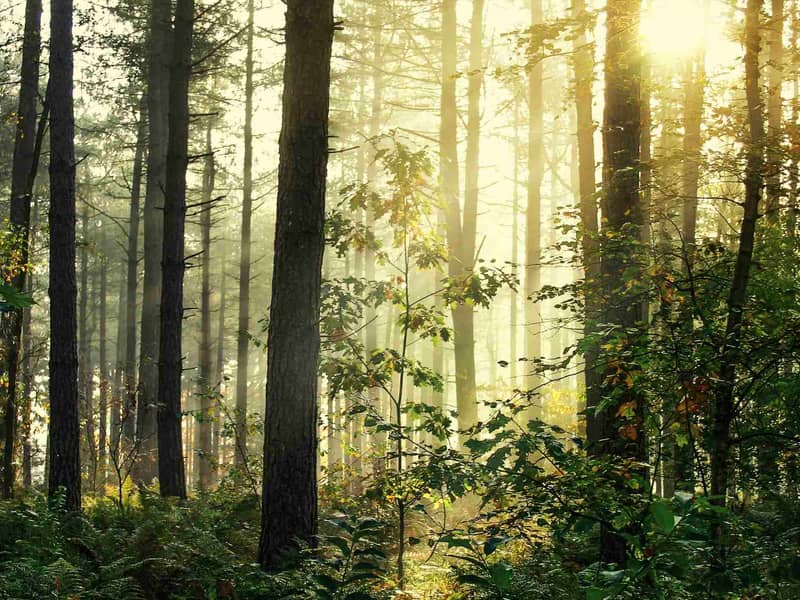 Waldpanorama im Morgenlicht