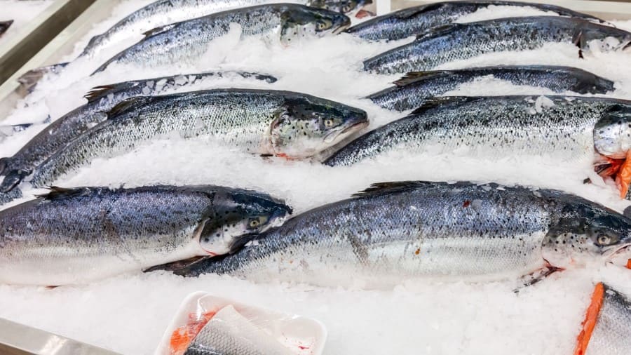 Viele Fische auf Eis liegend.