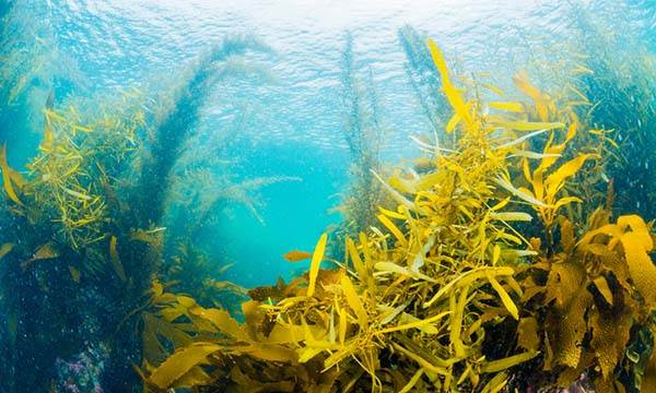 A tengeri moszat, mint a fa alternatív rostforrása