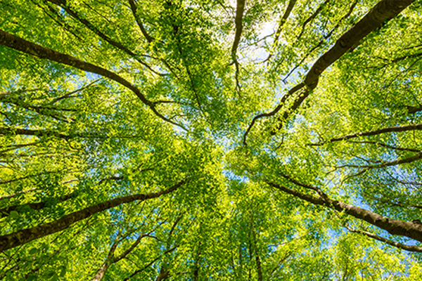 forest