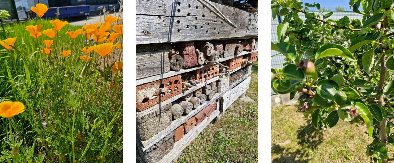 Oranje klaprozen, een insectenhotel en een appelboom in een groene buitenomgeving