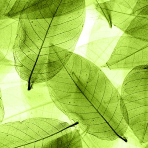 Environment