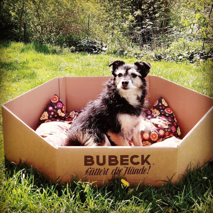 Bubeck E-Com-VP Hundekorb mit Hund_1_920.jpg