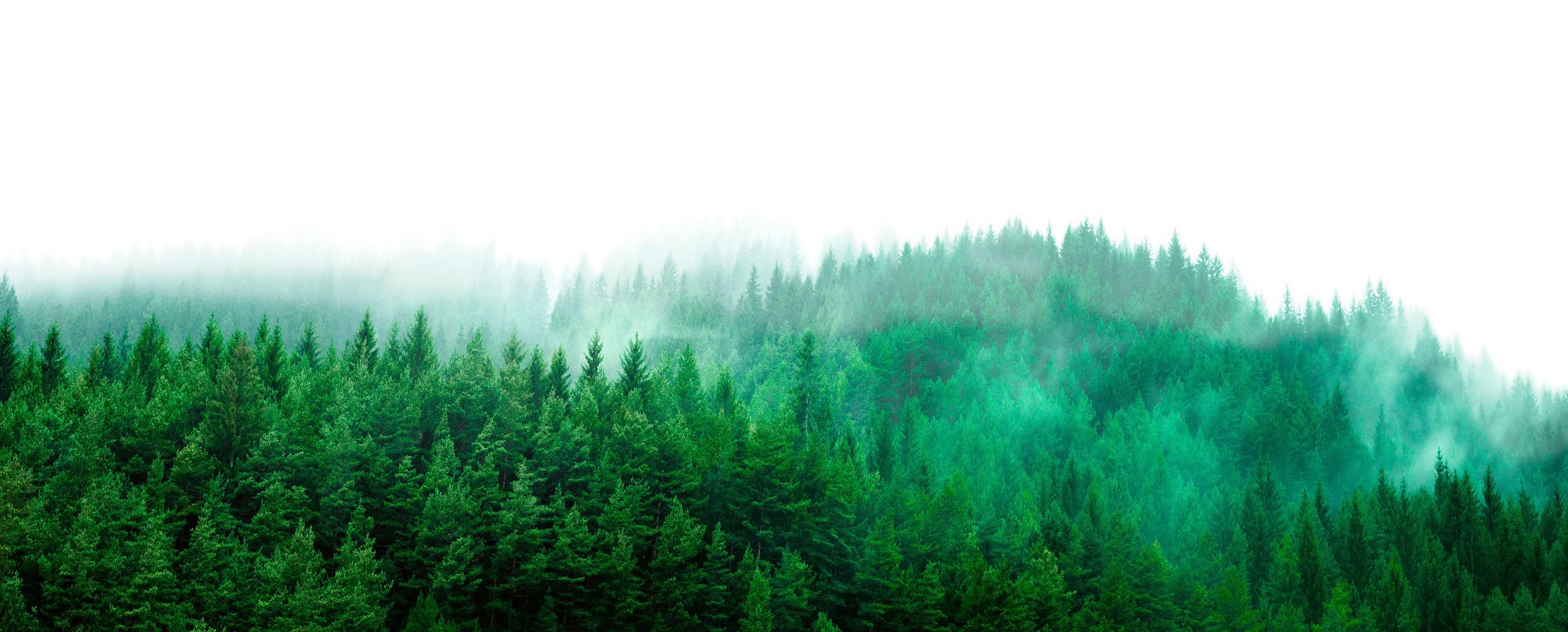 Ansicht auf ein Waldstück, das im leichten Nebel steht