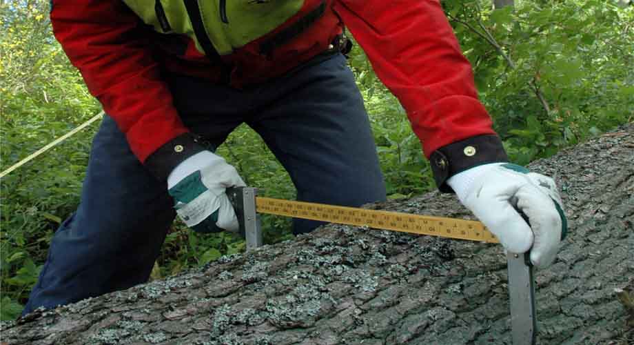 Duurzaam beheerde bossen voor eerlijke arbeidsvoorwaarden