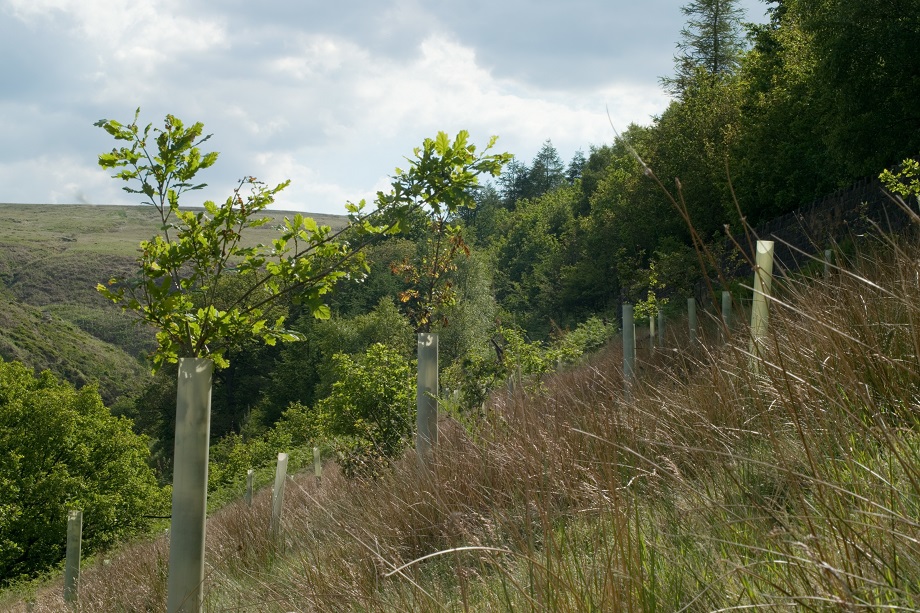 small-trees-resized-web.jpg