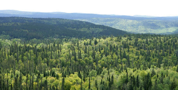 Tackling deforestation on behalf of our customers