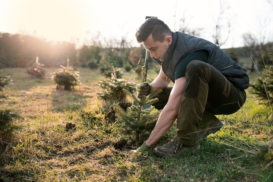 planting-trees-resized-web.jpg