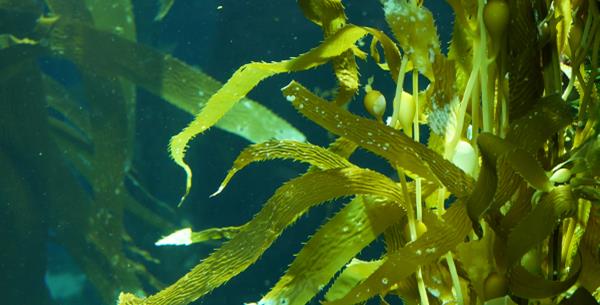 Could Seaweed be used as an alternative fibre source for paper and packaging?