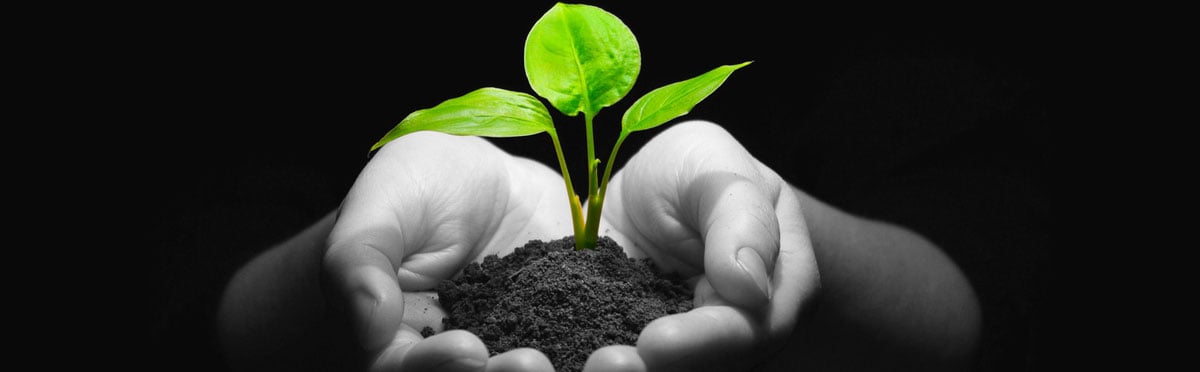 Two hands holding some earth. There is a sampling growing out of this pile of earth.
