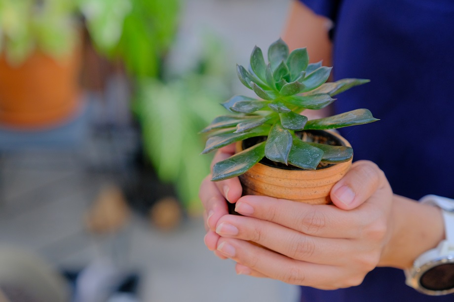 Plant in hands - web.jpg